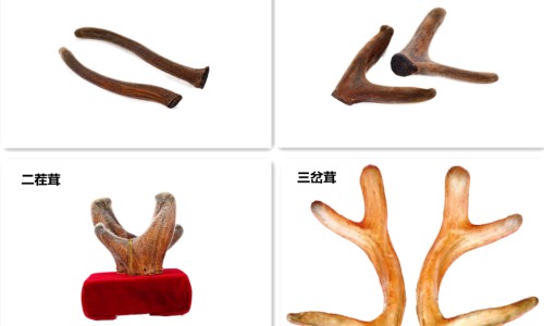 阿莫西林胶囊危害-【阿莫西林胶囊有副作用吗】阿莫西林胶囊安全性 - 阿莫西林胶囊有毒网